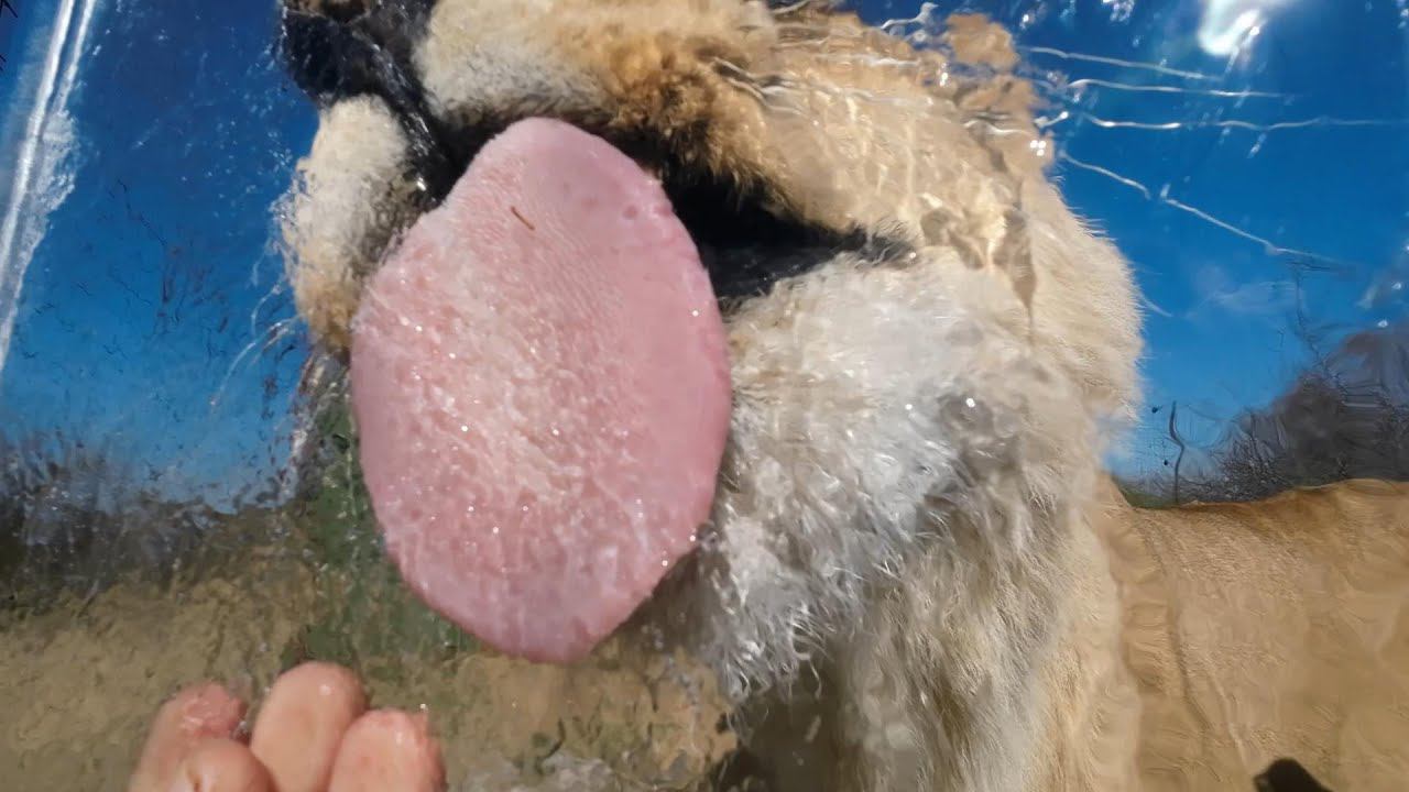 Львы лижут лёд.