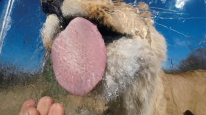 Львы лижут лёд.