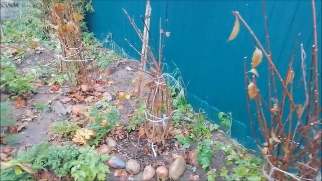 Роскошная гортензия все лето прожила в садах)) Теперь уж зимними букетами Останется в домах!)) смотреть онлайн