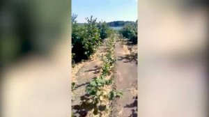 Выращивание фундука | 5-летний сад