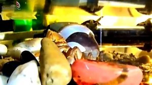 ЛИНЬКА КРАБА. ПОДРОБНО. СВОИМИ ГЛАЗАМИ