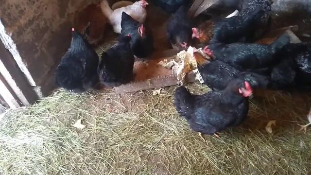 Чем кормить кур зимой чтобы неслись?