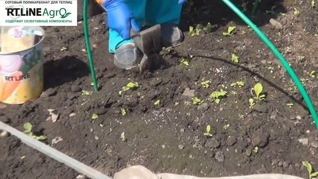 ? Как провести подкормку пекинской капусты. смотреть онлайн