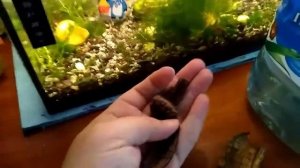 Живой корм инфузория, домашняя заготовка на банановой кожуре