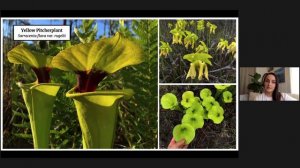 Florida Native Carnivorous Plants with Lilly Anderson-Messec