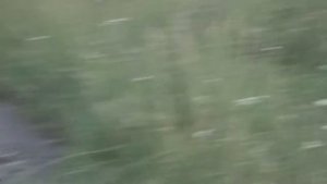 мои щенки русской пегой гончей. Лютый и Шельма