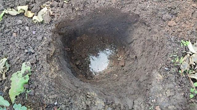 Посадка саженцев винограда: Кишмиш Аватар и Кишмиш Рататуй смотреть онлайн