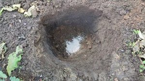 Посадка саженцев винограда: Кишмиш Аватар и Кишмиш Рататуй
