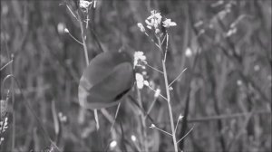 Валерий Горбачёв - ШАХТЁРСКАЯ ДОЧЬ