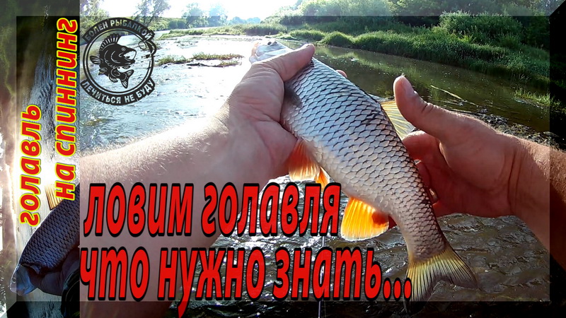 Ловля голавля на воблеры. Что нужно знать.