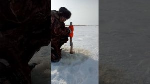 как добыть мормыша (гамаруса) зимой