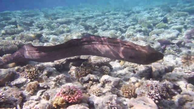 Гигантская мурена на коралловом рифе.DSCF3599 смотреть онлайн