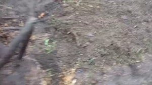 Удивительный корень ореха грецкого, на уникальной почве 17 ноября 2022 г.