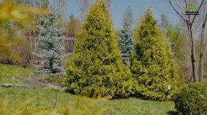 ЖЕЛТЫЕ И КРАСНЫЕ ХВОЙНЫЕ | ТУЯ, ЕЛЬ С ЗОЛОТИСТОЙ И КРАСНОЙ ХВОЕЙ | УНИКАЛЬНЫЕ СОРТА ЦВЕТНЫХ ХВОЙНЫХ