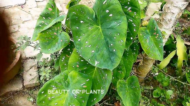 Fig(anjeer)Vs Caladium Vs Bougainvillea|| Beauty of plants|| смотреть онлайн