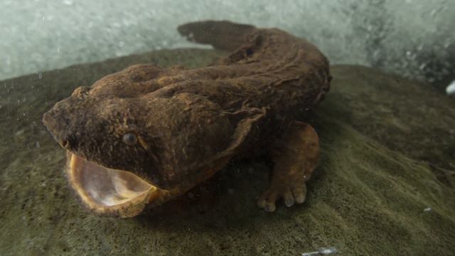 Everything You Need To know About Salamanders смотреть онлайн