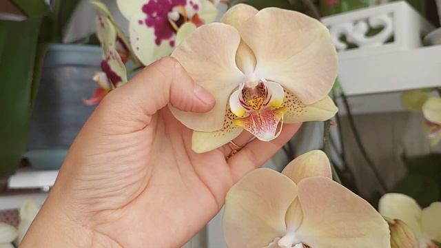 ЦВЕТЕНИЕ моих ОРХИДЕЙ в августе 2022г. Часть 1 смотреть онлайн