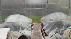 Съели рассаду томатов в теплице! Как я борюсь с мокрицами!