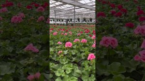 Królowa wśród pelargonii- Pelargonia Calliope 🌸 🌼