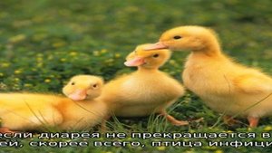 Понос у гусят: чем лечить