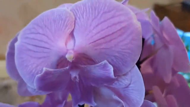 Мои новые орхидеи/Биг лип Манта Калимантан/My new orchids Manta Kalimantan and yellow without a nam