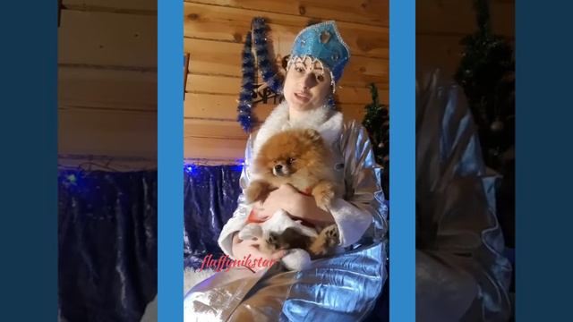 Щенки померанского шпица. Инстаграм fluffynikstar шпиц мишка. Питомник шпицев