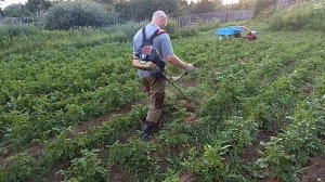 Быстро и оригинально прополоть междурядья картофеля. Подробности.