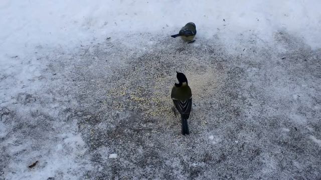 Лазоревка (Parus caeruleus). Маленькая и жадная боевая птица. Птицы на кормушке.
