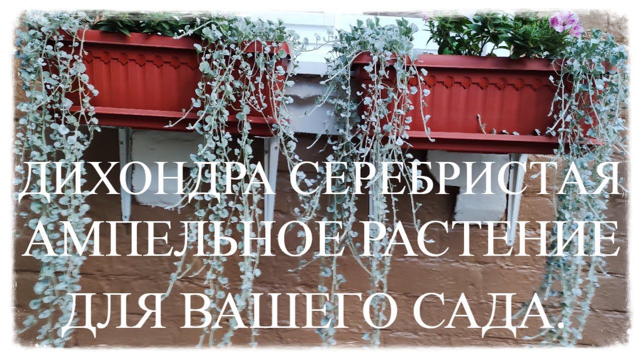 Супер ампельное растение украсит ваш сад. Дихондра серебристая. Не требует ухода и быстро растет