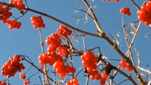 "Калина"-Александр Солодуха-канал -Музыка Любви и Надежды-Людмила Бурачевская