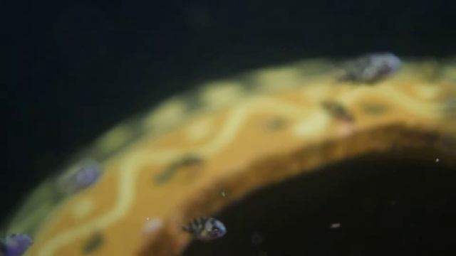 Малек Блю Демпси (возраст около 10 дней). Поедание Артемии. смотреть онлайн