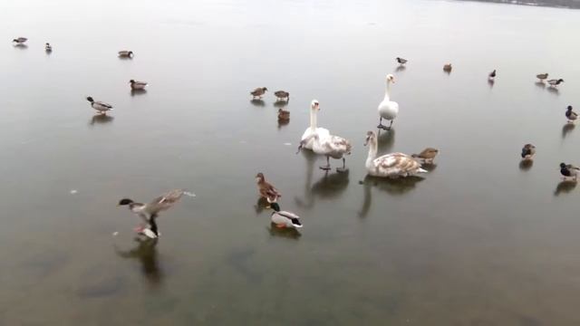 Особенности кормления водоплавающих птиц в зимний период смотреть онлайн