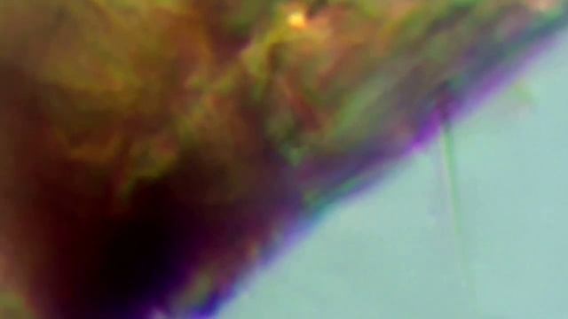 Chironomus Plumosus Larvae Determination