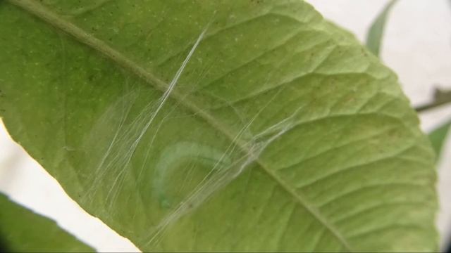 Гусеница поселилась на цитрусе смотреть онлайн