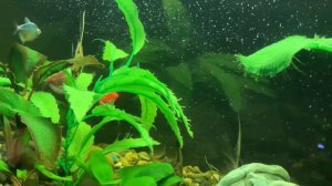 Аквариумный сомик #анциструс прячется в растениях