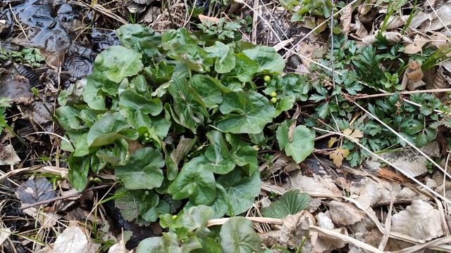 Калюжниця болотна - (лат. Caltha palustris L.) смотреть онлайн
