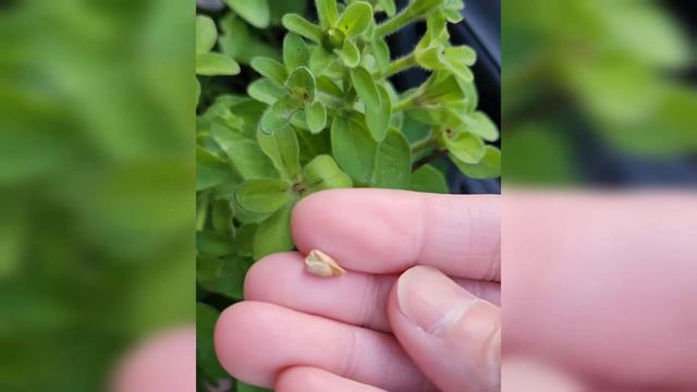 How to collect Petunia seeds смотреть онлайн