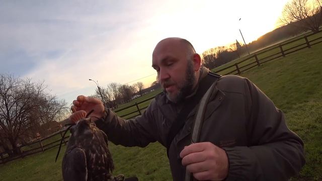 Хищные птицы Москвы. 0015