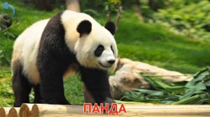 Для дітей: Тварини для малюків, тварини світу