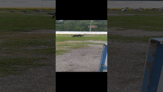 VID_20240903_150017.mp4 смотреть онлайн