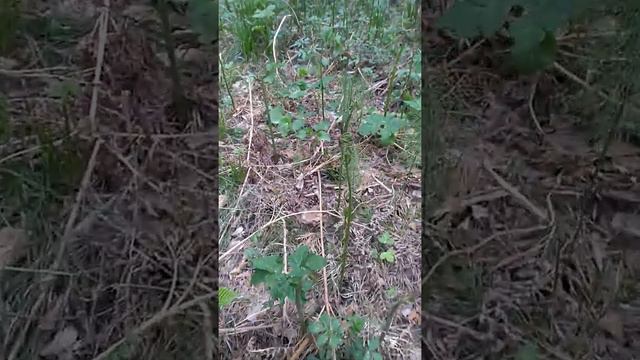 Собираем папоротник Орляк смотреть онлайн