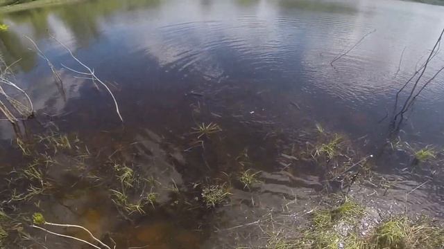 Щука на спиннинг летом (щука на блесну летом) , видео rybachil.ru смотреть онлайн