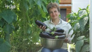 Проверенные сорта томатов и огурцов для северных регионов