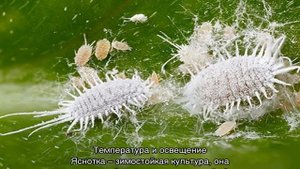Яснотка крапчатая — посадка и уход