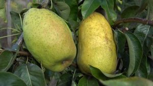 Груша ДОКТОР ЖЮЛЬ ГЮЙО