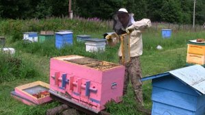 Отбор мёда из улья лежака на 24 рамки (расширенная версия 1)