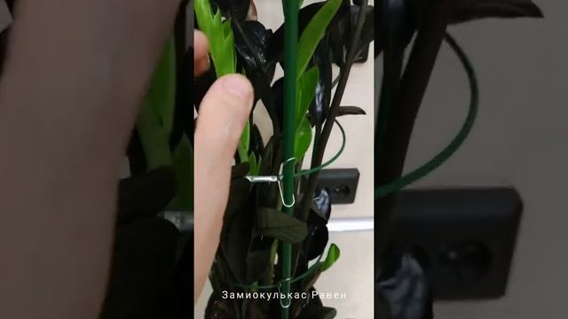 Замиокулькас. Сказочное произведение природы. Секреты выращивания.