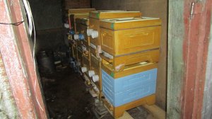 декабрь на пасеке - контроль зимовки пчел в зимовнике по смартфону