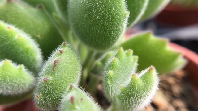 Cotyledon tomentosa 多肉植物特徵 熊童子 - 熊掌 смотреть онлайн