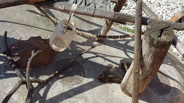 Московский зоопарк 2020 смотреть онлайн